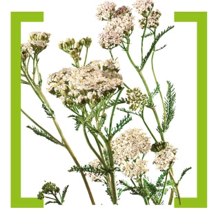 Тысячелистник обыкновенный (Achillea millefolium)